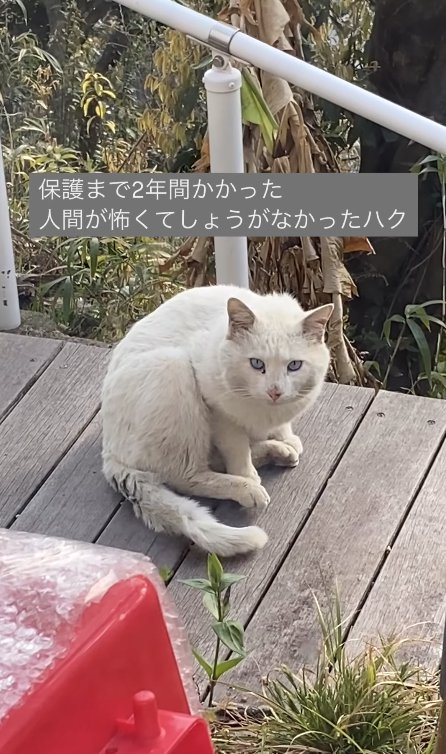 外で体をやや丸めながらカメラを見つめる猫