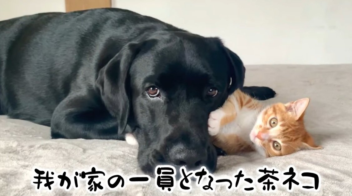 ラブラドールのそばで横になる茶トラ猫