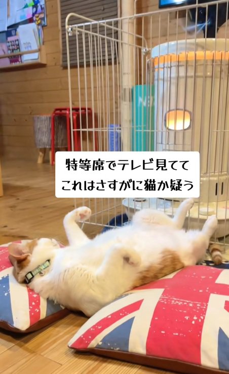 クッションの間で寝ている猫