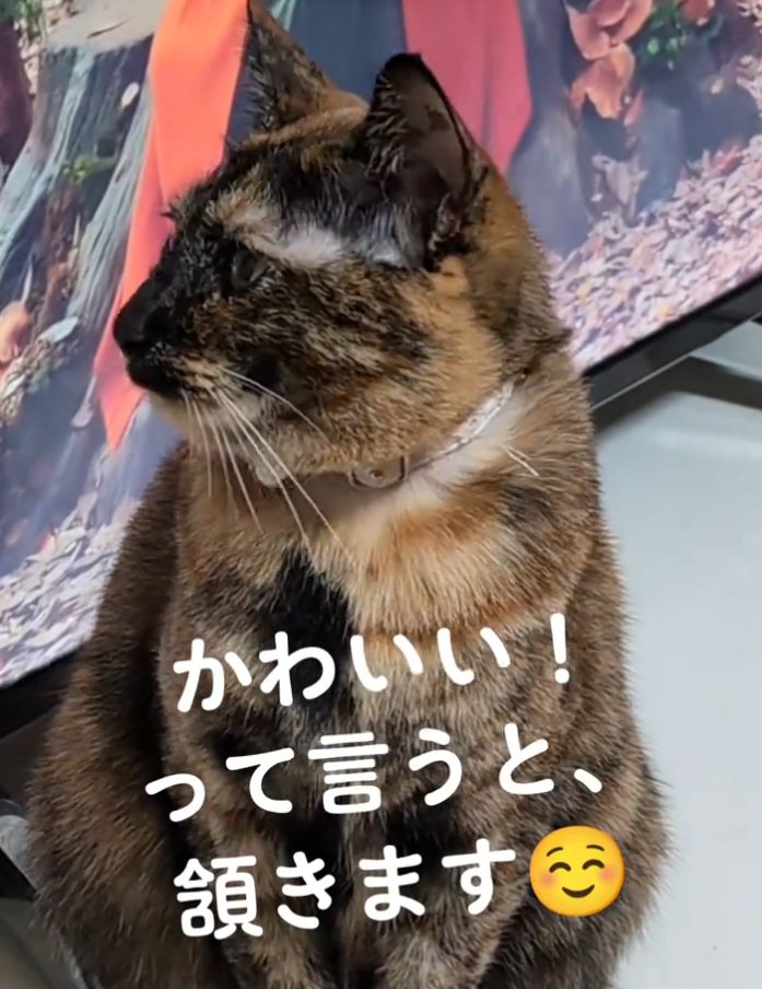 横を向く猫