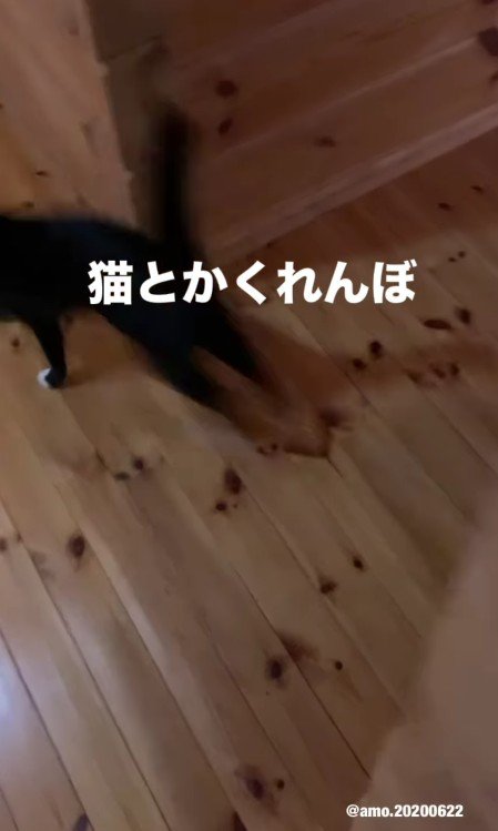 走り去るあもちゃん