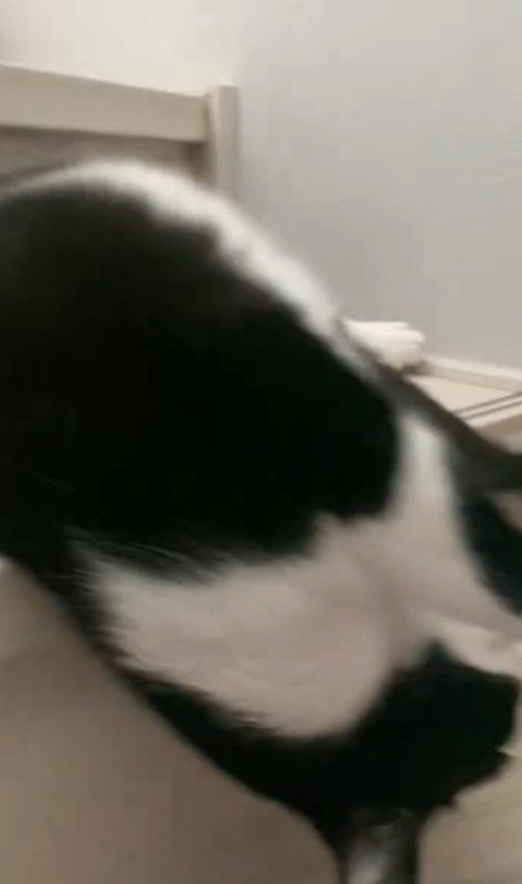 何度も落ちる猫