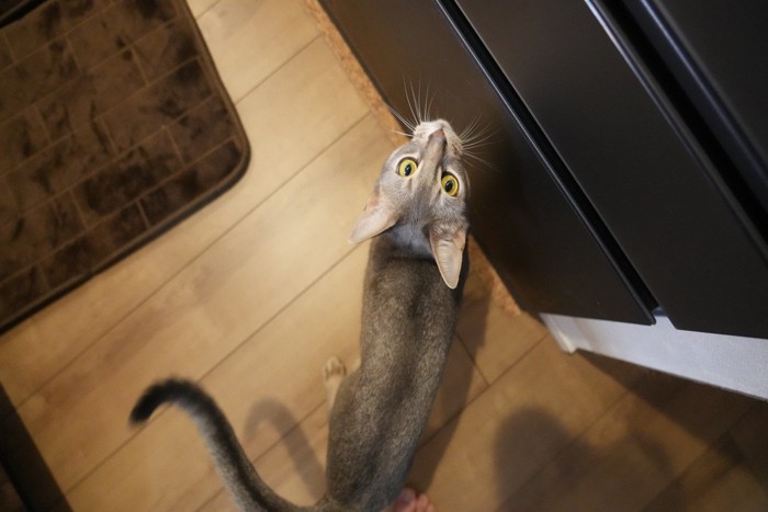 おねだりする猫