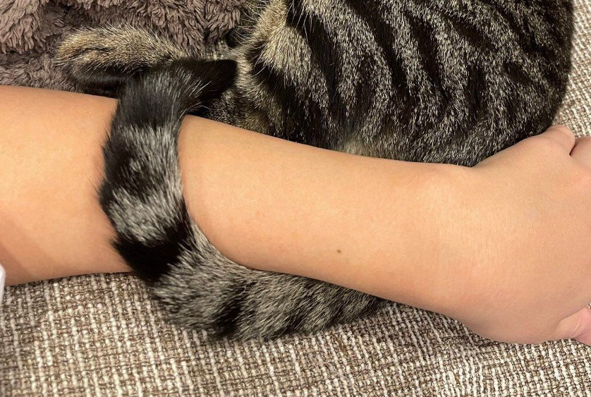 しっぽと腕のアップ