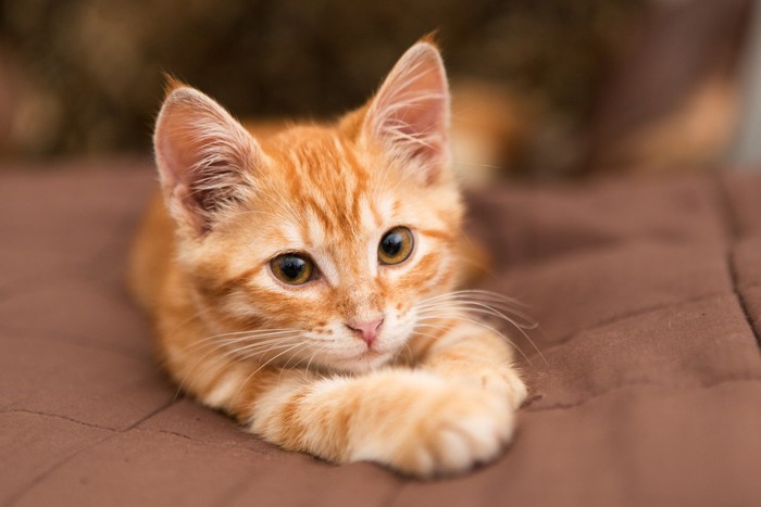 子猫