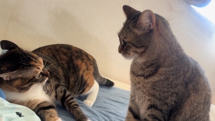 にらみ合う2匹の猫