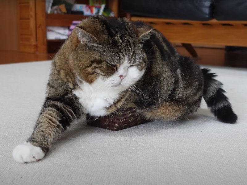 ケーキ型から溢れる猫