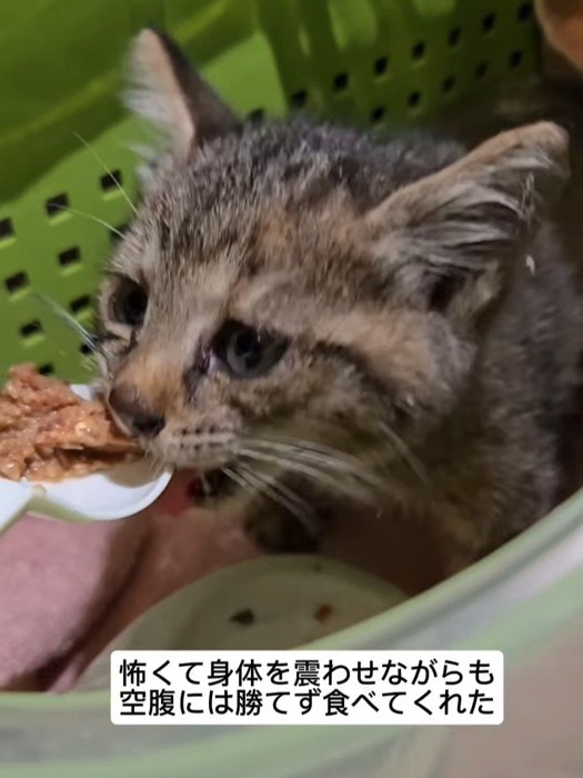 ごはんを食べる子猫