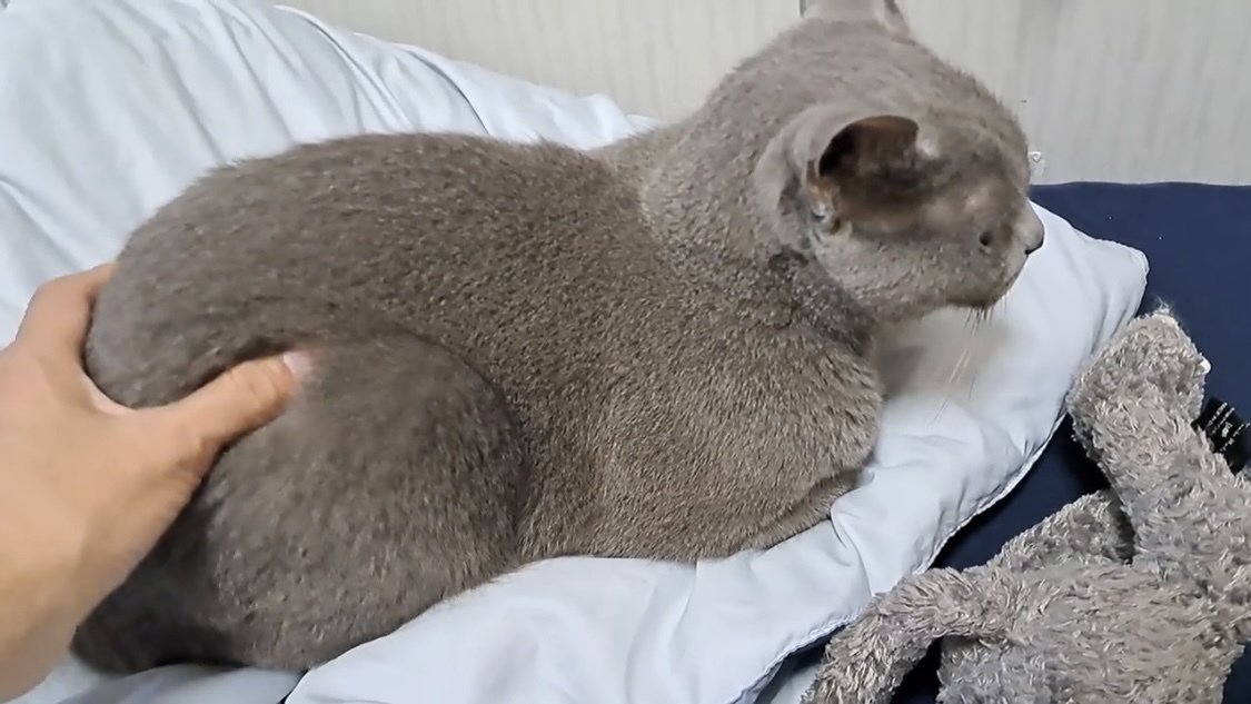 お尻を揉まれる猫