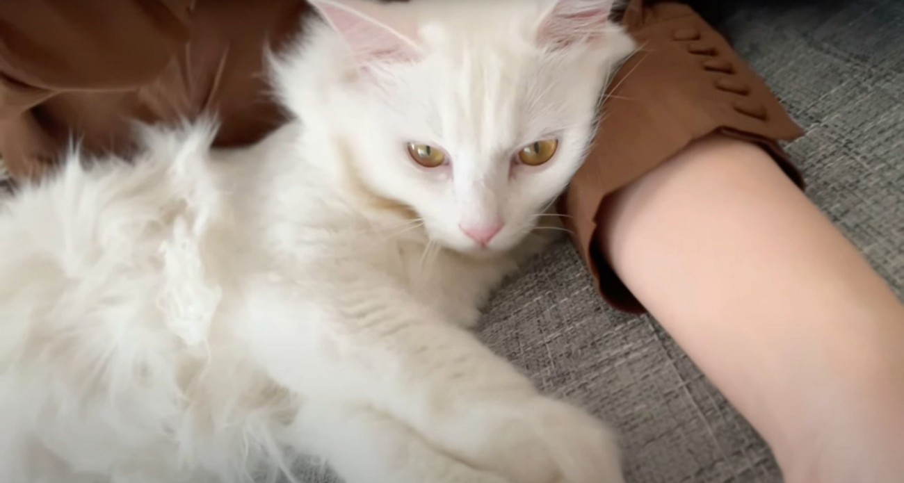 腕枕してもらう猫