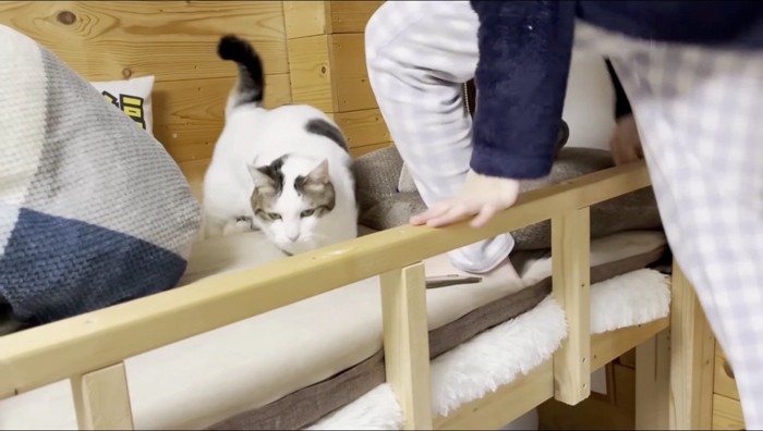 ベッドの真ん中に移動する猫