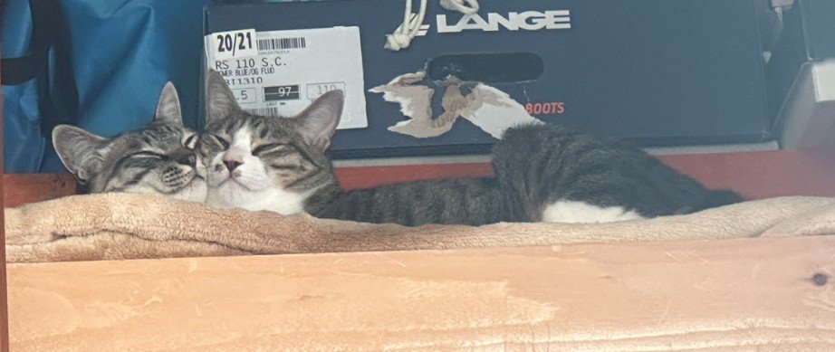 クローゼットで寝る猫2匹(アップ)