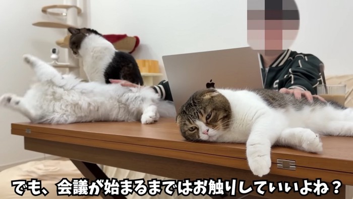 なでられる猫たち
