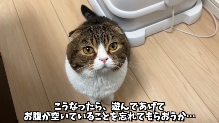 最近ふくよかになってきたぽこ太郎くん