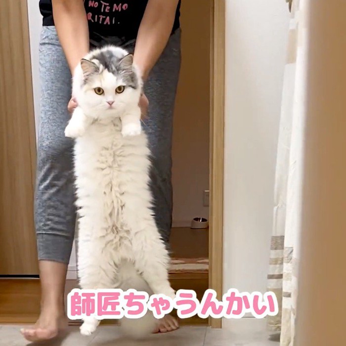 飼い主に掴まれお風呂場に連れて行かれる猫