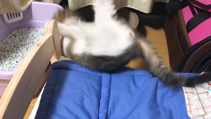猫用ベッドから転げ落ちる子猫