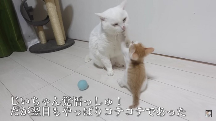 勝負を挑む保護子猫