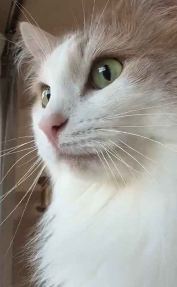 外を見つめる猫