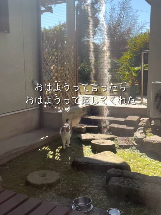 庭にいる猫