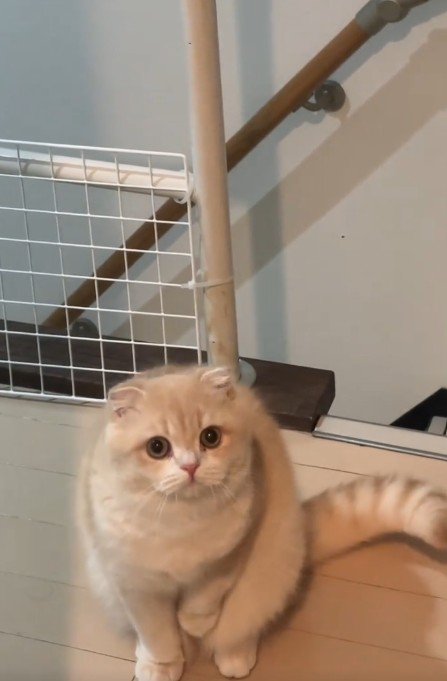 座っている猫