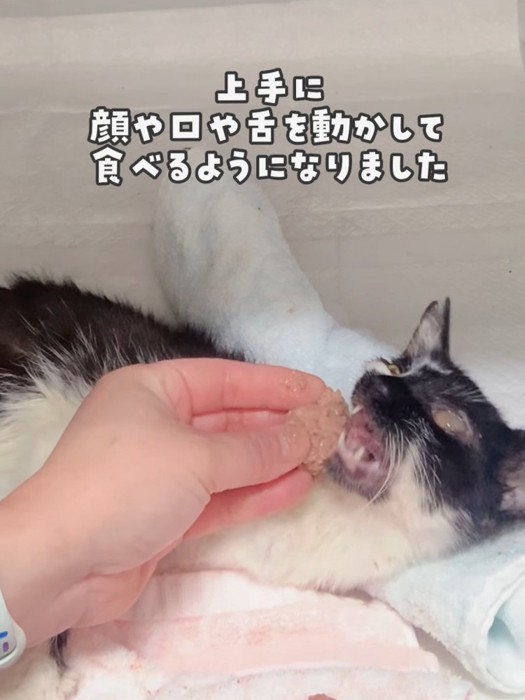 大きな口を開ける猫