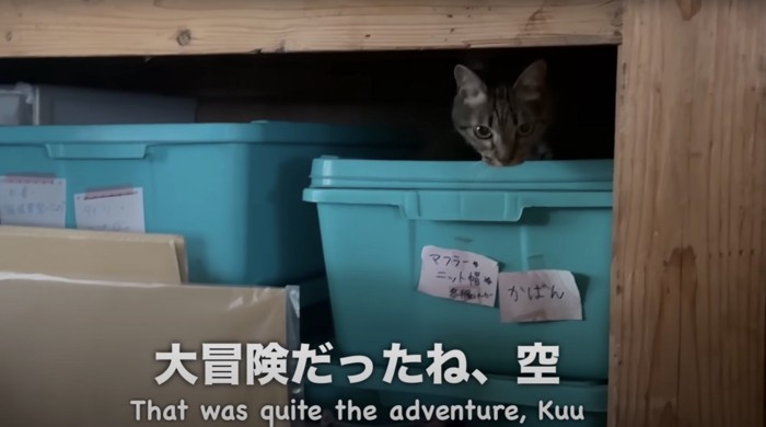 押入れから顔を出すキジトラ猫