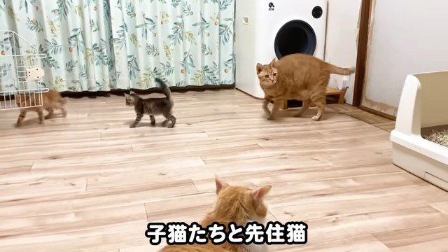 2匹の子猫と2匹の成猫