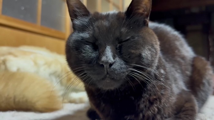 寝る黒猫
