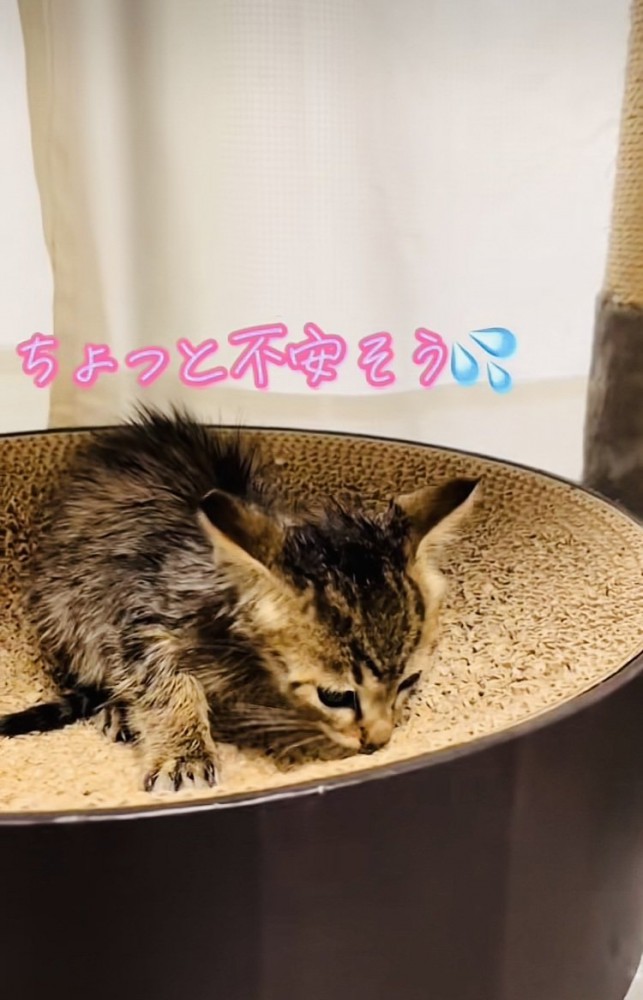 爪研ぎに乗る子猫
