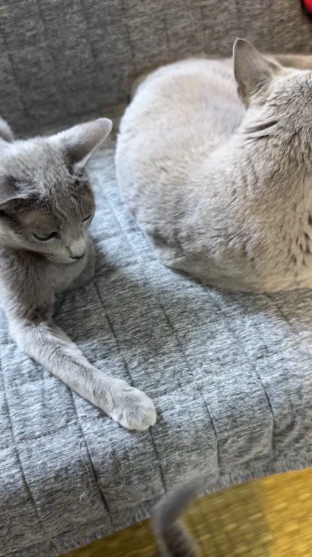 子猫に背を向けて