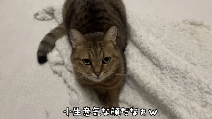 「小生意気な...」のテロップ写真