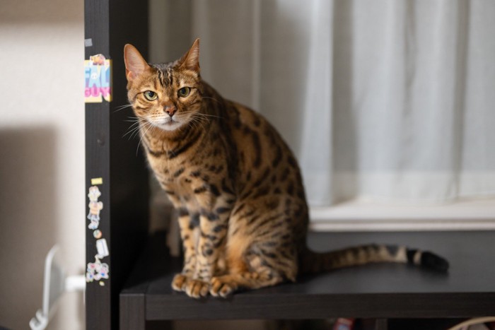 座って見つめる猫