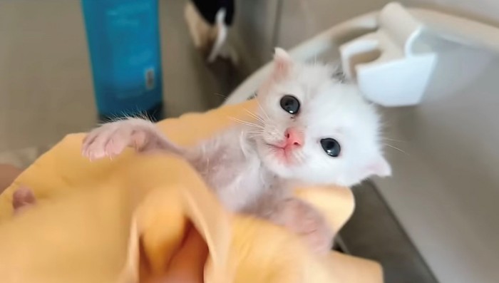 タオルで拭かれる白い子猫(頭に黒い模様あり)