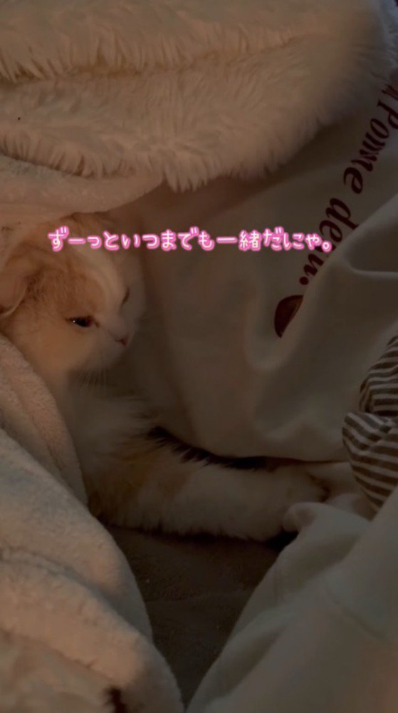 横になっている男性にしがみつく猫