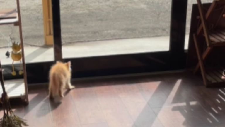 威嚇している猫