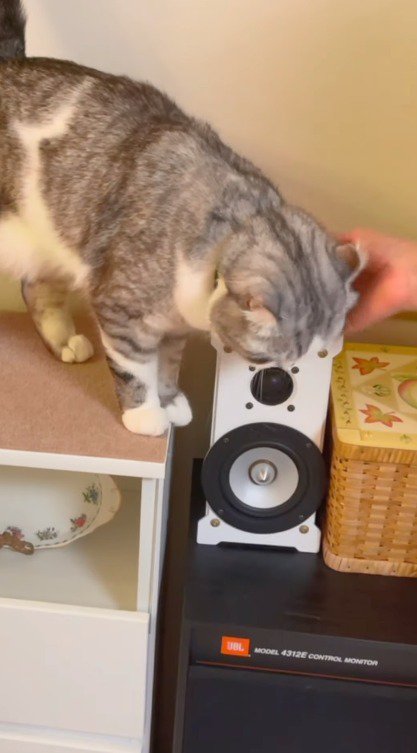 女性の手にすり寄るアメリカンカール