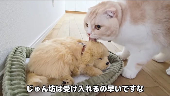 子犬のぬいぐるみの頭を舐める猫