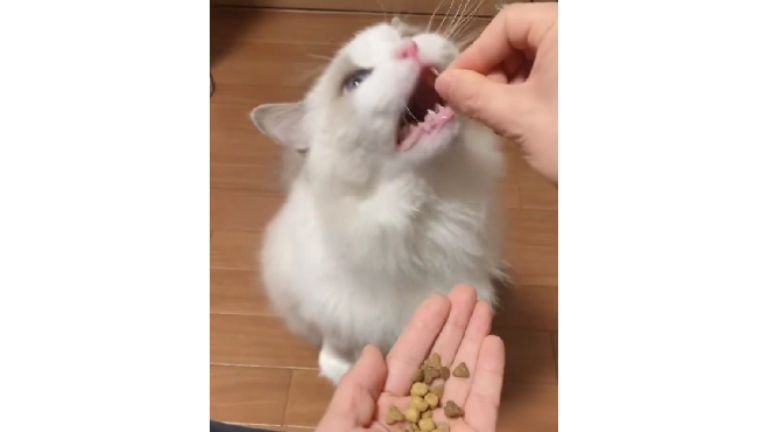 カリカリを食べる猫