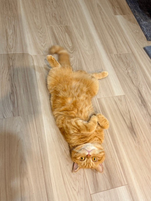 床でへそ天する猫