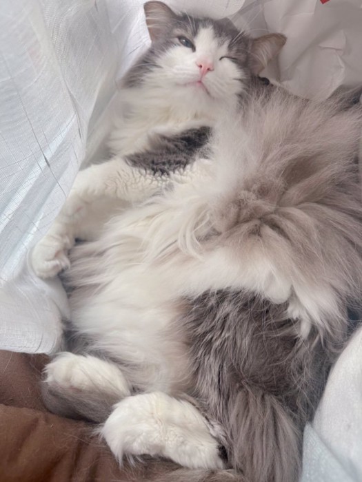 ふわふわの直哉くん