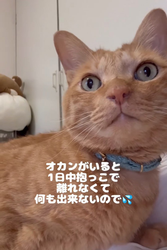 どこかを見つめる猫