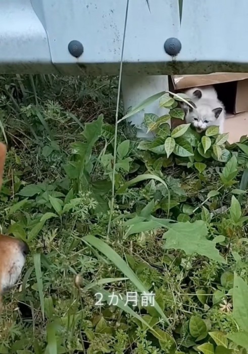 草むらにいた子猫たち