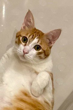 バスタブに横たわる猫（アップ2）