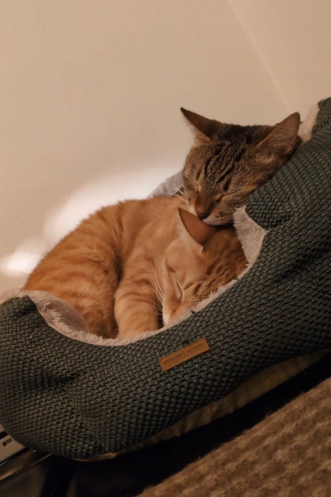 目を閉じる2匹の猫