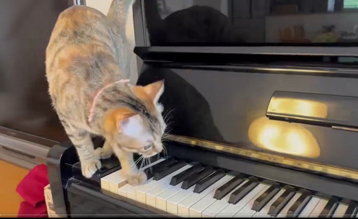 ピアノの鍵盤に乗ろうとする猫