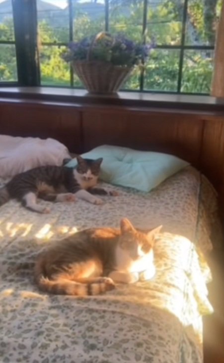 ベッドの上で日に当たっている2匹の猫