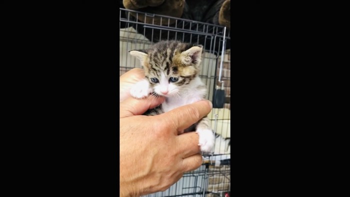 飼い主さんに抱っこされる仔猫