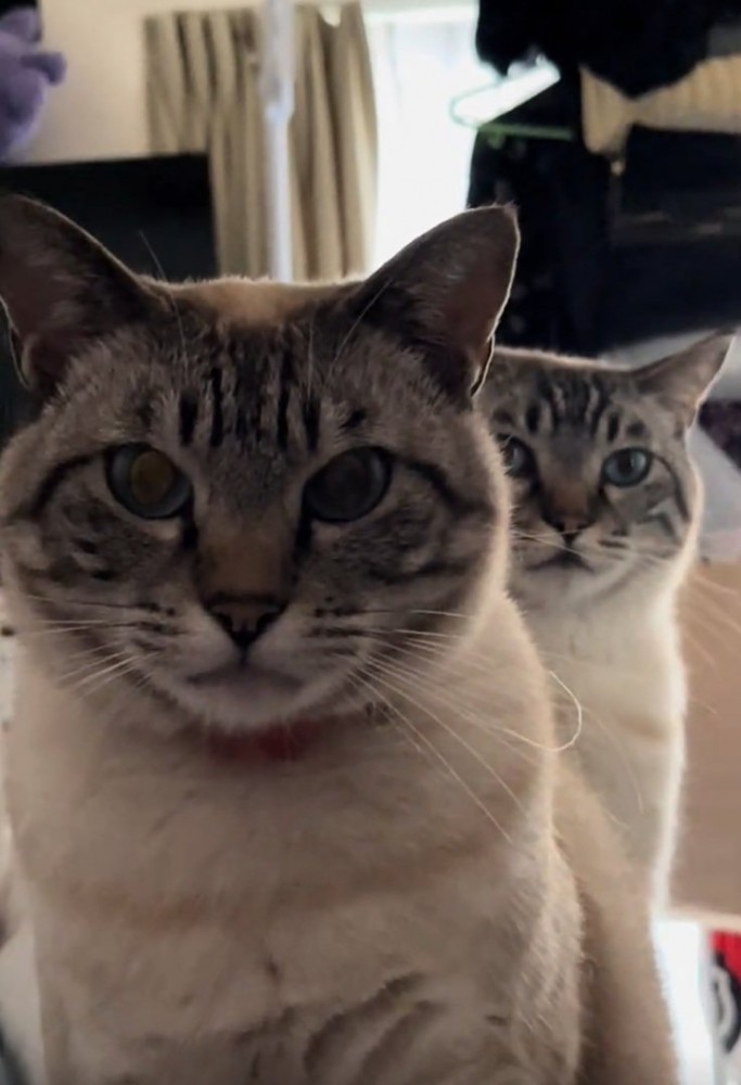 凝視する2匹の猫