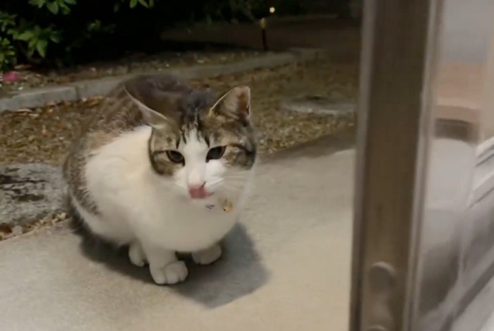 お返事を届けに来た猫