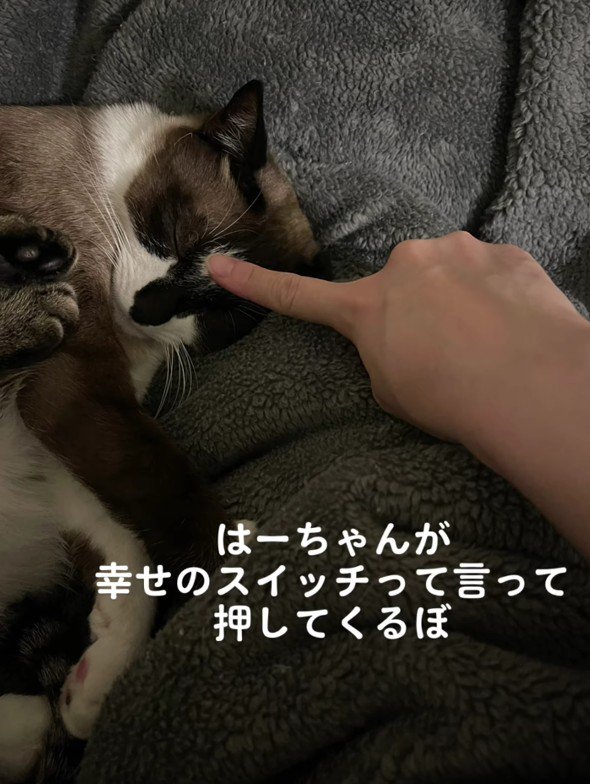 にぼしくんと飼い主さん